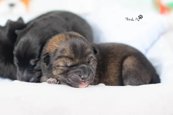 Czarny sezamowy samiec SHIBA 1