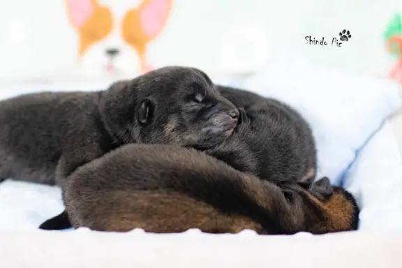 Czarny sezamowy samiec SHIBA 2