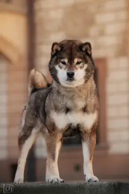 Czarny sezamowy samiec SHIBA 4