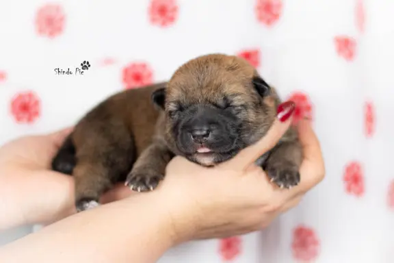 Rude suczki KOREA JINDO DOG 1