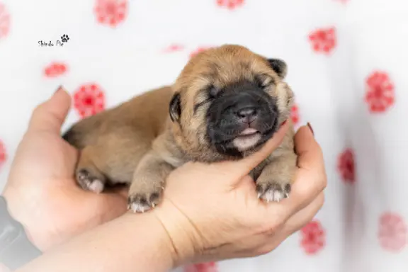 Rude suczki KOREA JINDO DOG 2