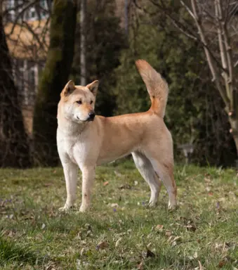 Rude suczki KOREA JINDO DOG 3