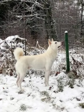 Rude suczki KOREA JINDO DOG 4