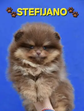 Szpic pomerański Boo – szczenięta CHOCOLATE & TAN NOWO 2