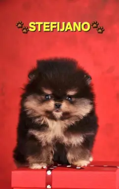 Szpic pomerański Boo – szczenięta CHOCOLATE & TAN NOWO 3