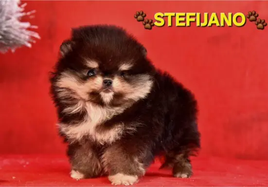 Szpic pomerański Boo – szczenięta CHOCOLATE & TAN NOWO 5