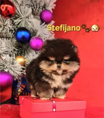 Szpic pomerański Boo – szczenięta CHOCOLATE & TAN NOWO 9