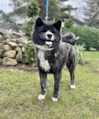 Akita - pręgowane szczenię na sprzedaż ZKWP / FCI 1