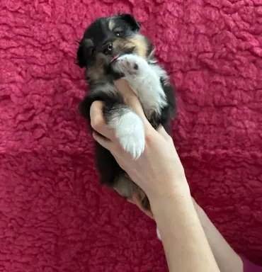 Owczarek szetlandzki ZKwP FCI suczka tricolor 1