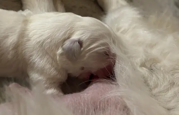 Polski owczarek Podhalański Zkwp Łódzkie szczeniak Piesek 1