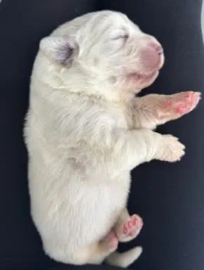 Polski owczarek Podhalański Zkwp Łódzkie szczeniak Piesek 2