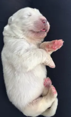 Polski owczarek Podhalański Zkwp Łódzkie szczeniak Piesek 3