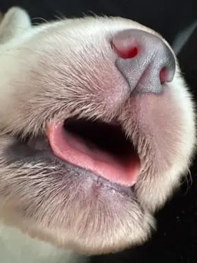 Polski owczarek Podhalański Zkwp Łódzkie szczeniak Piesek 4