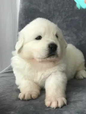 Polski owczarek Podhalański szczeniak Zkwp woj Łódzkie REZER 2