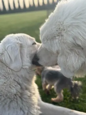 Polski owczarek Podhalański szczeniak Zkwp woj Łódzkie REZER 5