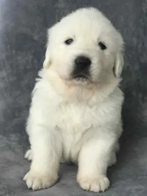 Polski owczarek Podhalański szczeniak Zkwp woj Łódzkie REZER 3