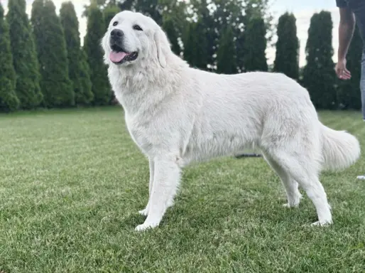 Polski owczarek Podhalański szczeniak Zkwp woj Łódzkie REZER 8