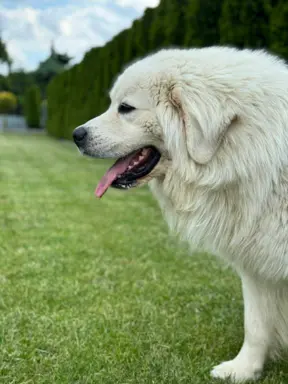 Polski owczarek Podhalański szczeniak Zkwp woj Łódzkie REZER 4