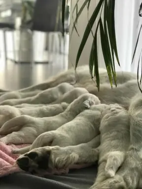 Polski owczarek Podhalański szczeniak Zkwp woj Łódzkie REZER 1