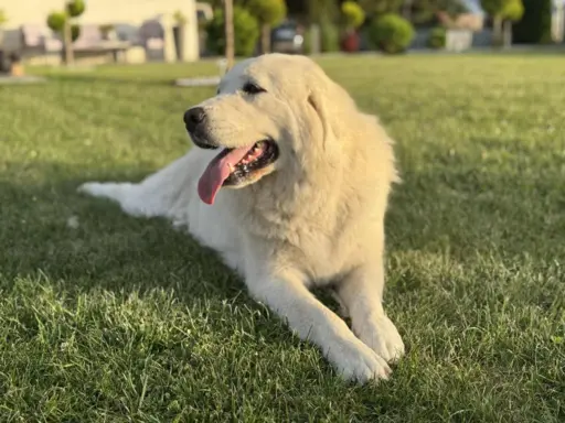 Polski owczarek Podhalański szczeniak Zkwp woj Łódzkie REZER 9