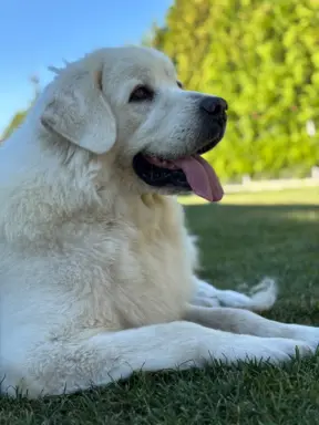Polski owczarek Podhalański szczeniak Zkwp woj Łódzkie REZER 7