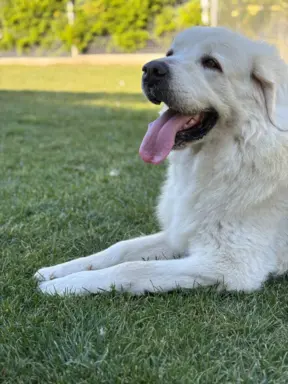 Polski owczarek Podhalański szczeniak Zkwp woj Łódzkie REZER 6