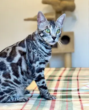 Srebrne kocięta bengalskie GLITTER 7