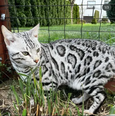 Srebrne kocięta bengalskie GLITTER 8