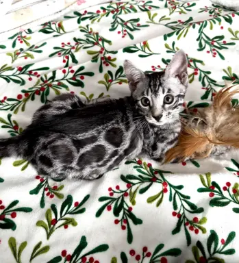 Srebrne kocięta bengalskie GLITTER 5