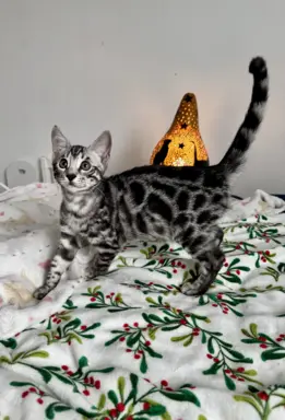 Srebrne kocięta bengalskie GLITTER 4