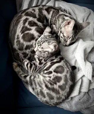 Srebrne kocięta bengalskie GLITTER 3