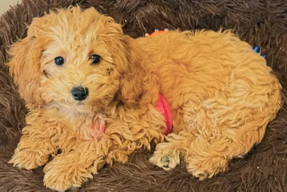 Maltipoo F1B Poznań 3