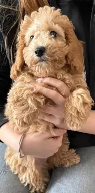 Maltipoo F1B Poznań 4