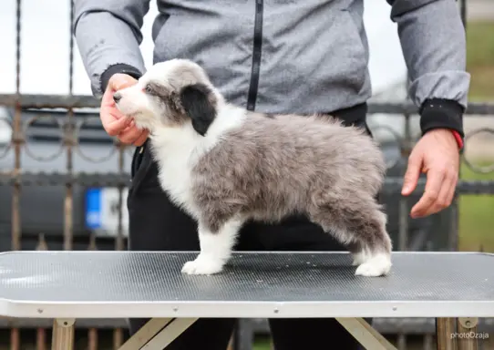 Border Collie – szczenięta 1