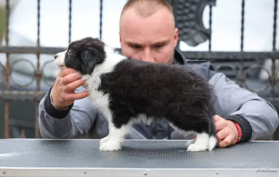 Border Collie – szczenięta 2