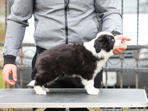 Border Collie – szczenięta 6