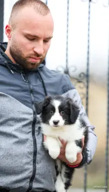 Border Collie – szczenięta 8