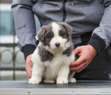 Border Collie – szczenięta 9