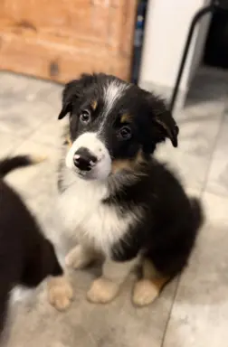 Border collie sunia i piesek. Gotowe do odbioru. 1