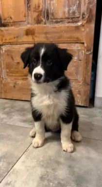 Border collie sunia i piesek. Gotowe do odbioru. 2