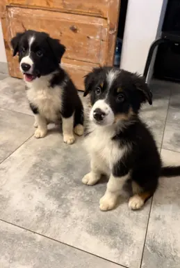 Border collie sunia i piesek. Gotowe do odbioru. 3