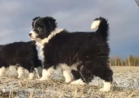 Rasowa Suczka BORDER COLLIE z Hodowli - Szczenię z pełną dok 2