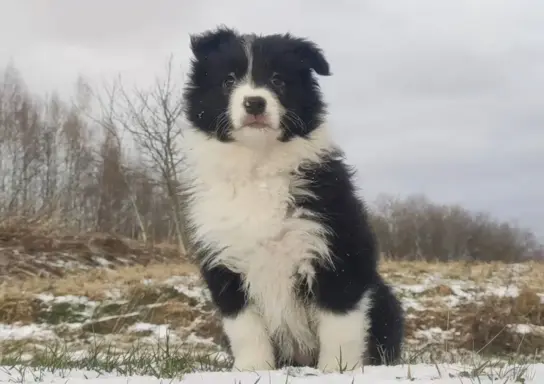 Rasowa Suczka BORDER COLLIE z Hodowli - Szczenię z pełną dok 3