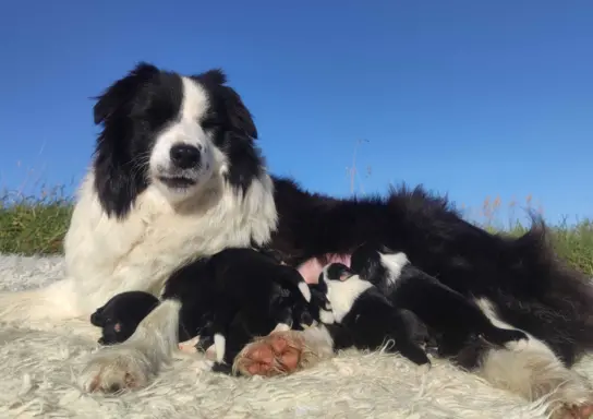 Rasowa Suczka BORDER COLLIE z Hodowli - Szczenię z pełną dok 5