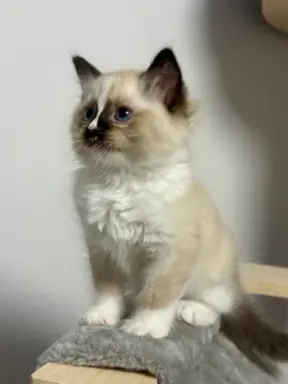 Kocięta Ragdoll - rodowód FPL, kastracja w hodowli 2