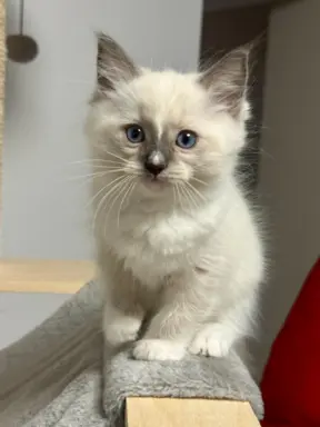 Kocięta Ragdoll - rodowód FPL, kastracja w hodowli 3