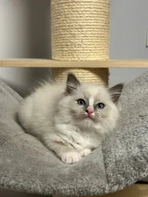 Kocięta Ragdoll - rodowód FPL, kastracja w hodowli 5