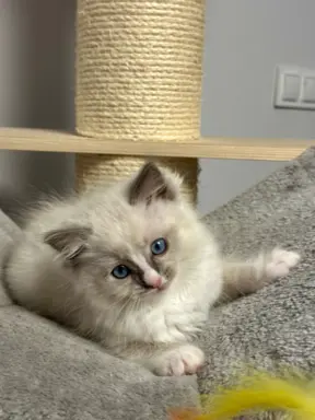 Kocięta Ragdoll - rodowód FPL, kastracja w hodowli 6