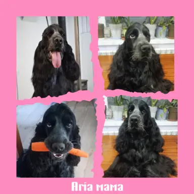 Zapowiedź miotu Cocker spaniel angielski 2