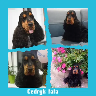 Zapowiedź miotu Cocker spaniel angielski 3